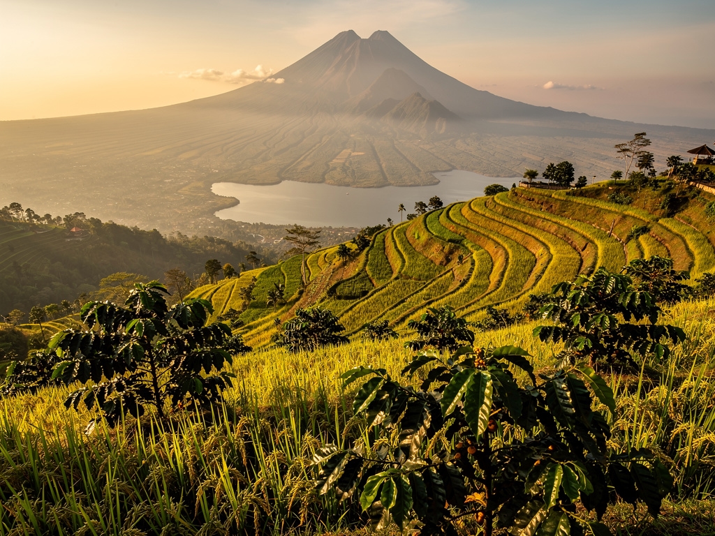 Kebun kopi luwak di lereng bukit Bali dengan pemandangan sawah